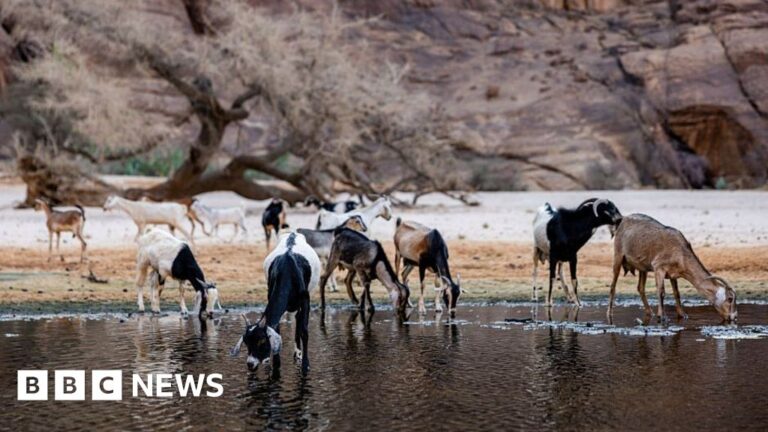 Chad cuts ties with wildlife charity linked to Prince Harry