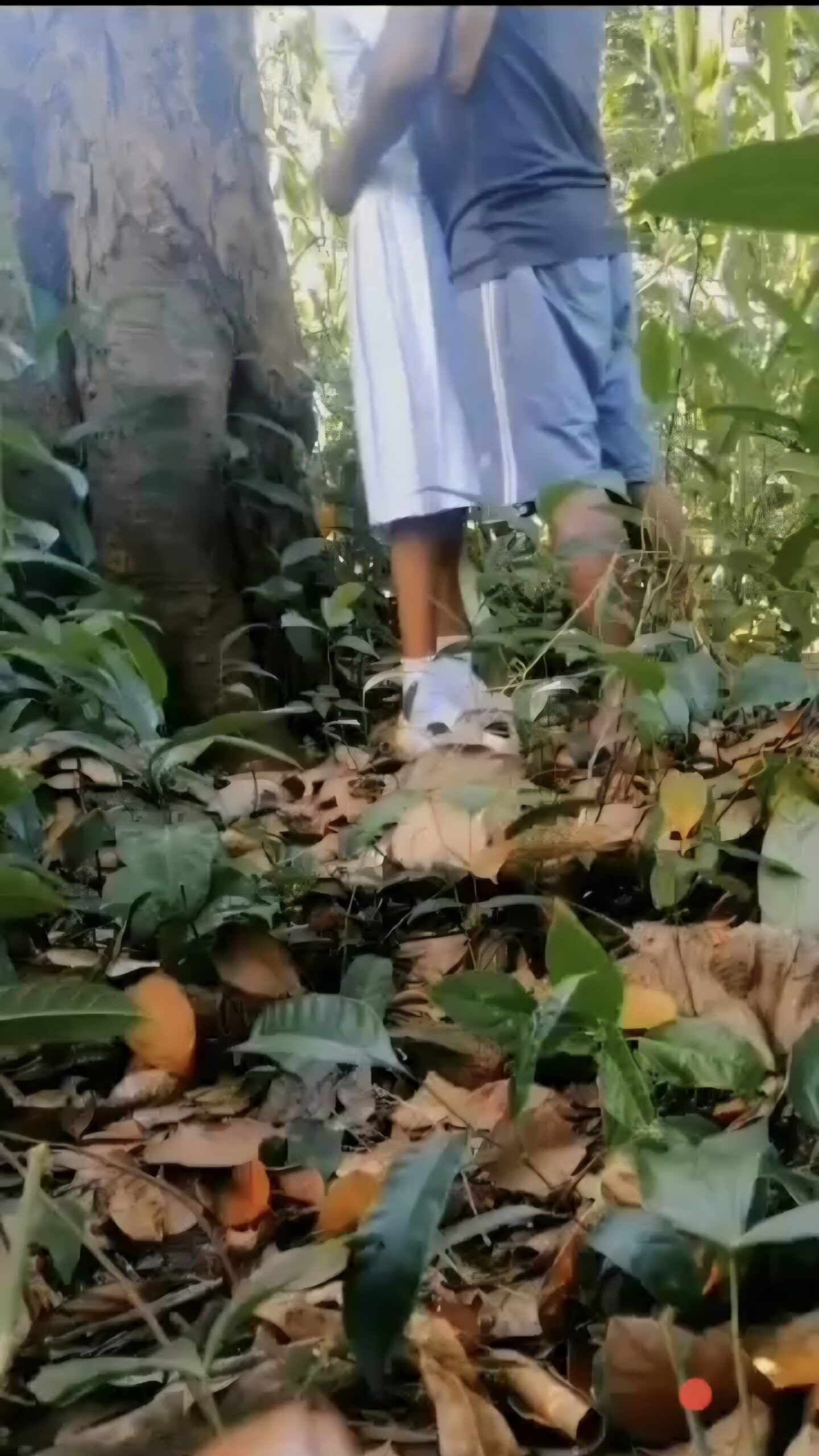 කෙල්ල ස්කොලෙ යන්නැතුව කොල්ලා එක්ක කැලෙ පැනලා❤️‍🔥💦🍌